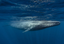 Blue-Whale